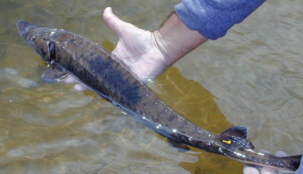 MICRA Gloved hand releasing fish